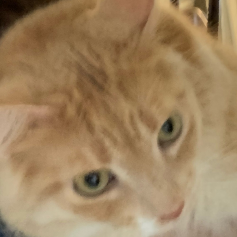 Meet your Posher, Grace